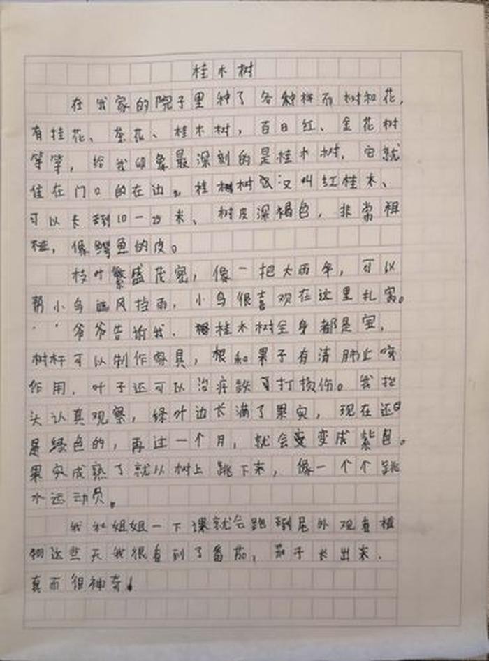 不听话的小树阅读理解及答案、不听话的小树作文300字