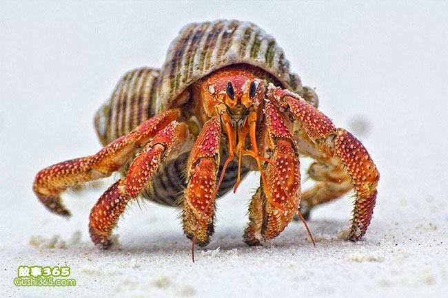 贝壳-小螃蟹的半个贝壳
