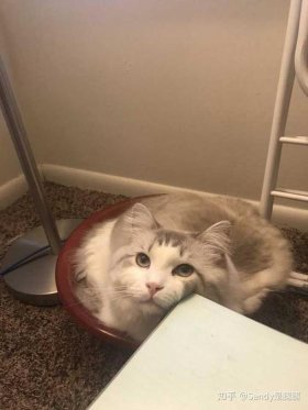 不讲卫生的小花猫图片，布偶不爱干净