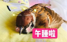 哄女友睡觉的故事简短 - 适合哄女友睡觉的动物