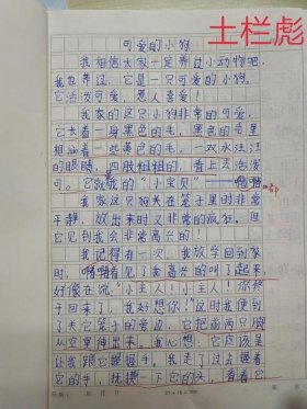动物暖心治愈小故事；关爱小动物的故事50字