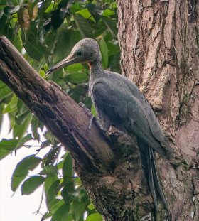大灰狼与小白兔的故事童话 - 大大灰狼和小白兔的故事