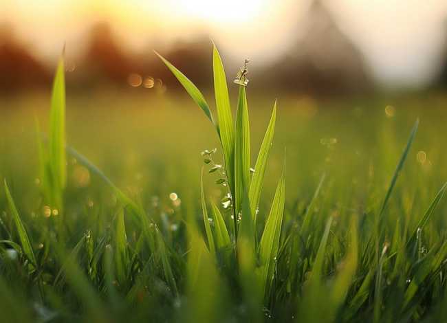 小草简单的小故事 小草简单的小故事怎么写