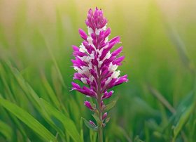 马兰花故事图片 - 马兰花故事图片高清