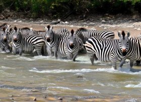 斑马过河的故事 - 斑马过河的故事视频