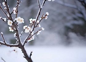 关于梅花的故事，关于梅花的故事200字左右