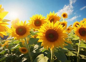 关于向日葵的古诗 - 关于向日葵的古诗成语