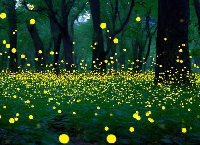 萤火虫的故事有哪些 - 萤火虫的故事有哪些内容 萤火虫的故事有哪些 - 萤火虫的故事有哪些内容