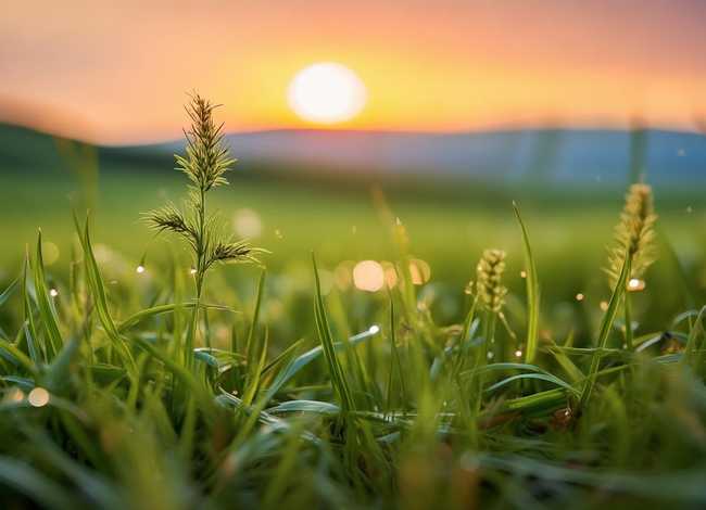 小草歌曲故事（小草歌曲的故事）