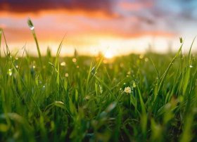 小草的故事 - 小草的故事作文