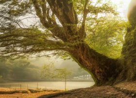 凤凰故事全是限量 - 凤凰故事全是限量版吗