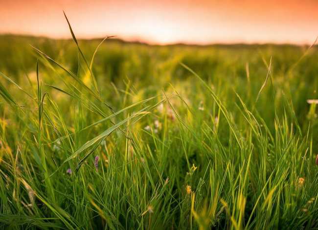 草的童谣(小草的童谣) 草的童谣(小草的童谣)