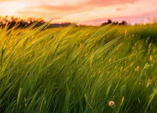 草的童谣(小草的童谣) 草的童谣(小草的童谣)