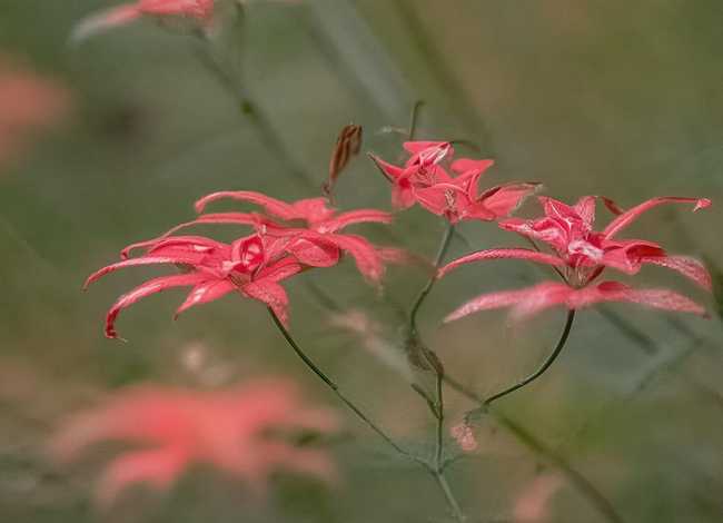 蒙古语讲故事 蒙古故事大全蒙语讲 蒙古语讲故事 蒙古故事大全蒙语讲