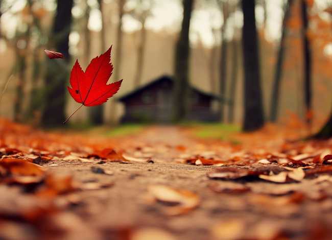 落叶的小故事;关于落叶的小故事 落叶的小故事;关于落叶的小故事