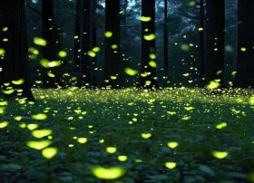 萤火虫介绍、萤火虫介绍资料