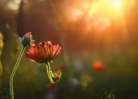 花的小故事、花的小故事简短