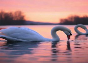 天鹅的故事视频，天鹅的故事视频播放