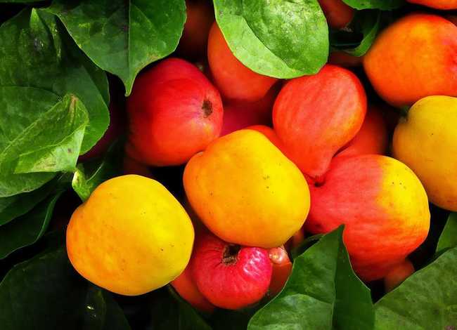 西瓜长虫子视频,西瓜长虫子视频大全 西瓜长虫子视频,西瓜长虫子视频大全