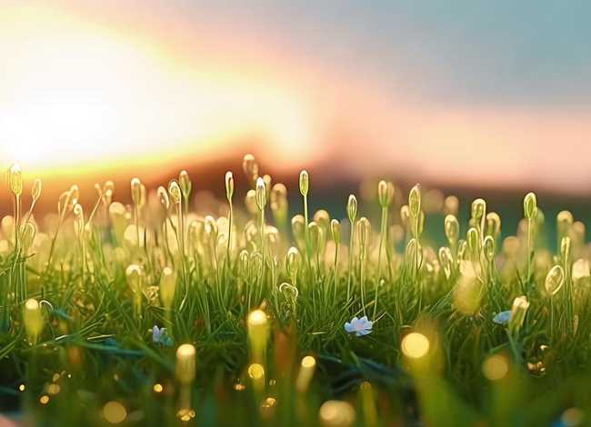 小草的幼儿故事（小草的幼儿故事大全）