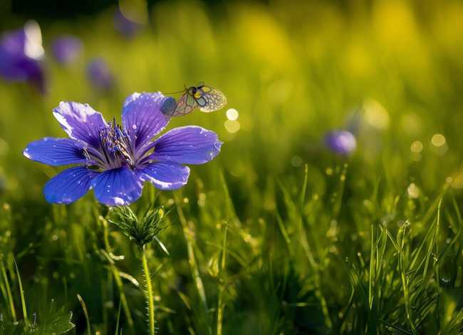 马兰花的故事完整版 马兰花的故事完整版在线观看 马兰花的故事完整版 马兰花的故事完整版在线观看