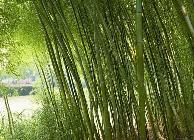 播放更多关于竹子的故事 播放更多关于竹子的故事英语 播放更多关于竹子的故事 播放更多关于竹子的故事英语