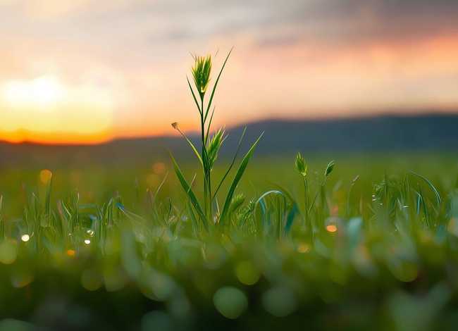 小草歌曲故事（小草歌曲的故事）