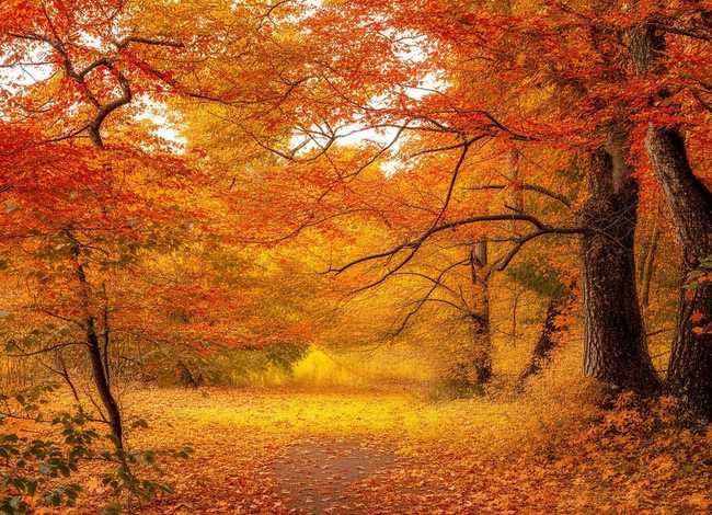 秋天的秘密教案幼儿园小班(秋天的秘密主题活动幼儿园) 秋天的秘密教案幼儿园小班(秋天的秘密主题活动幼儿园)