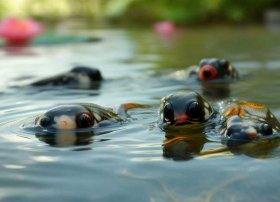 小蝌蚪找妈妈的故事（小蝌蚪找妈妈的故事免费听）