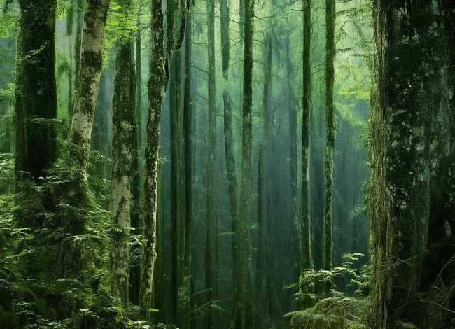 中国民间故事孔雀公主全文(中国民间故事孔雀公主全文概括) 中国民间故事孔雀公主全文(中国民间故事孔雀公主全文概括)