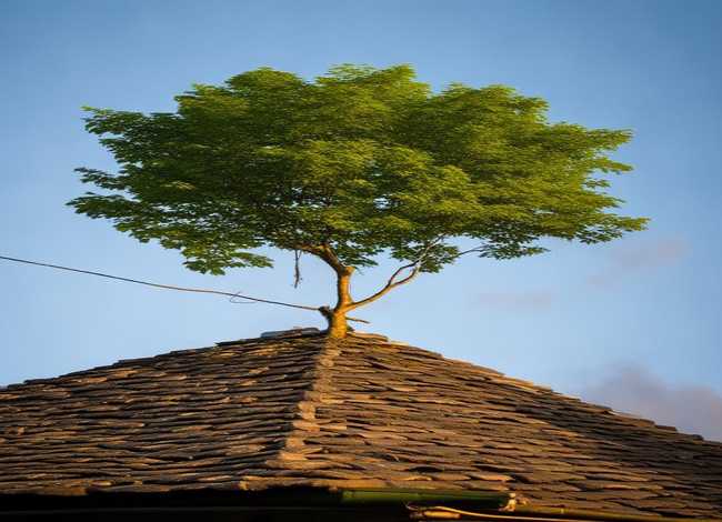 故事屋顶上的树阅读理解分析、屋顶上的小树阅读理解答案 故事屋顶上的树阅读理解分析、屋顶上的小树阅读理解答案