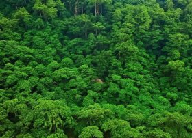 儿童有声故事大全杜鹃鸟（杜鹃鸟故事教案幼儿园）