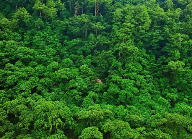 儿童有声故事大全杜鹃鸟（杜鹃鸟故事教案幼儿园）
