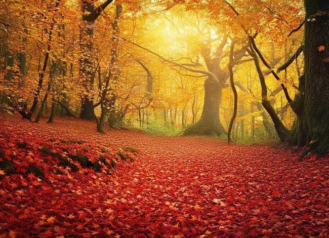 秋天的秘密图片、秋天的秘密图片大全 秋天的秘密图片、秋天的秘密图片大全