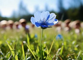 蓝色小花儿童故事（幼儿故事一朵蓝色的小花）