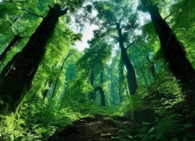 故事大全孔雀公主 故事大全孔雀公主视频