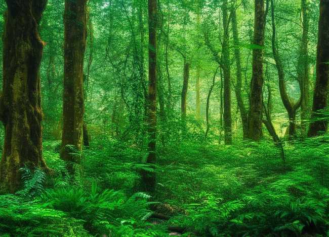 儿童有声故事大全杜鹃鸟（杜鹃鸟故事教案幼儿园）