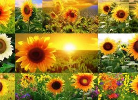 关于向日葵的故事集；关于向日葵的故事集锦