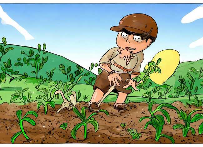 拔苗助长的故事绘本，拔苗助长的绘本故事6一8页