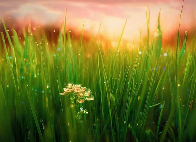 小草的故事 - 小草的故事作文