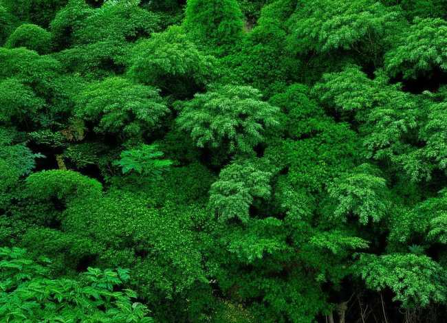 儿童有声故事大全杜鹃鸟（杜鹃鸟故事教案幼儿园）