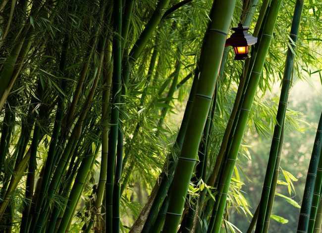 关于竹子的故事短故事；关于竹子的故事短故事大全