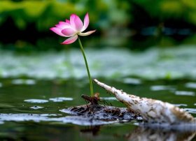 藕的故事 莲藕的故事