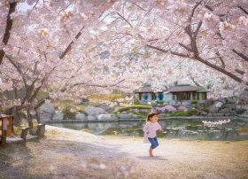 樱花儿童诗（樱花诗歌）