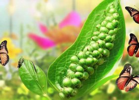 毛毛虫变成蝴蝶的过程 毛毛虫变成蝴蝶的过程二年级