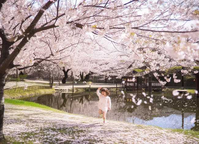 樱花儿童诗(樱花诗歌) 樱花儿童诗(樱花诗歌)