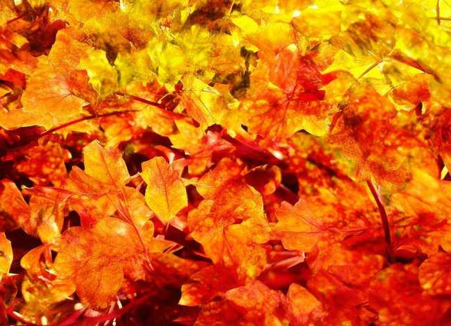 小故事拔苗助长，小故事拔苗助长50字