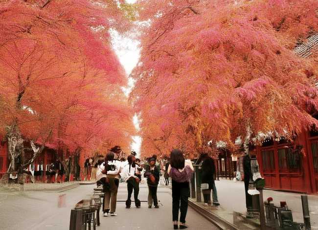 鹦鹉的故事 - 鹦鹉的故事读后感20个字