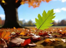 儿童故事一片叶子落下来（一片叶子落下来的故事在线听）