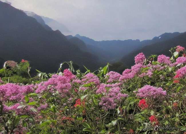 仙人掌的故事50字(仙人掌的故事150字) 仙人掌的故事50字(仙人掌的故事150字)